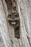 Raccoon, Procyon lotor