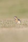 Thirteen- lined Ground Squirrel, Ictidomys tridecemlineatus