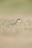 Thirteen- lined Ground Squirrel, Ictidomys tridecemlineatus