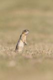 Thirteen- lined Ground Squirrel, Ictidomys tridecemlineatus