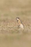Thirteen- lined Ground Squirrel, Ictidomys tridecemlineatus