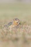 Thirteen- lined Ground Squirrel, Ictidomys tridecemlineatus