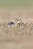 Thirteen- lined Ground Squirrel, Ictidomys tridecemlineatus