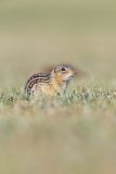 Thirteen- lined Ground Squirrel, Ictidomys tridecemlineatus