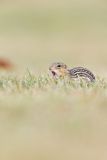 Thirteen- lined Ground Squirrel, Ictidomys tridecemlineatus