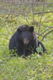 Black Bear, Ursus americanus