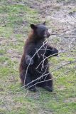 Black Bear, Ursus americanus