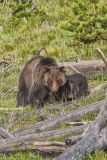 Grizzly Bear, Ursus arctos horribilis