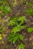 Clustered Blacksnakeroot, Sanicula odorata