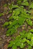 Clustered Blacksnakeroot, Sanicula odorata