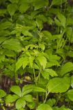 Clustered Blacksnakeroot, Sanicula odorata