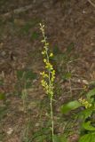 Hairy Goldenrod, Solidago hispida