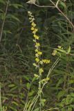 Showy Goldenrod, Solidago erecta