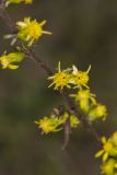 Showy Goldenrod, Solidago erecta
