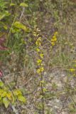 Showy Goldenrod, Solidago erecta