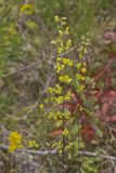 Showy Goldenrod, Solidago erecta