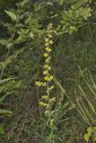Showy Goldenrod, Solidago erecta