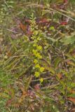 Showy Goldenrod, Solidago erecta