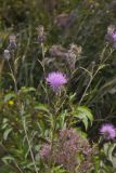 Swamp Thistle, Cirsium muticum