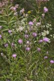 Swamp Thistle, Cirsium muticum
