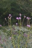 Swamp Thistle, Cirsium muticum