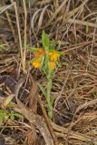 Hoary Puccoon, Lithospermum canascens