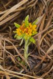 Hoary Puccoon, Lithospermum canascens