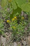Hoary Puccoon, Lithospermum canascens