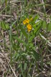 Hoary Puccoon, Lithospermum canascens