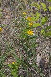 Hoary Puccoon, Lithospermum canascens