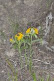 Hoary Puccoon, Lithospermum canascens