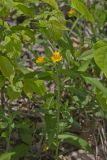 Hoary Puccoon, Lithospermum canascens