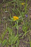 Hoary Puccoon, Lithospermum canascens
