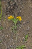 Hoary Puccoon, Lithospermum canascens