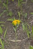 Hoary Puccoon, Lithospermum canascens