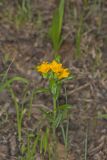 Hoary Puccoon, Lithospermum canascens