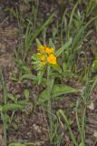 Hoary Puccoon, Lithospermum canascens