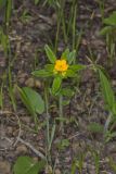 Hoary Puccoon, Lithospermum canascens