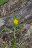Hoary Puccoon, Lithospermum canascens