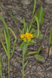 Hoary Puccoon, Lithospermum canascens