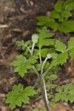 Largeleaf Waterleaf, Hydrophyllum macrophyllum