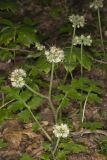 Largeleaf Waterleaf, Hydrophyllum macrophyllum