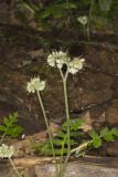 Largeleaf Waterleaf, Hydrophyllum macrophyllum