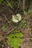 Largeleaf Waterleaf, Hydrophyllum macrophyllum