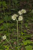 Largeleaf Waterleaf, Hydrophyllum macrophyllum