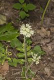 Largeleaf Waterleaf, Hydrophyllum macrophyllum