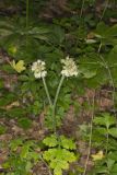 Largeleaf Waterleaf, Hydrophyllum macrophyllum