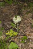 Largeleaf Waterleaf, Hydrophyllum macrophyllum
