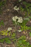 Largeleaf Waterleaf, Hydrophyllum macrophyllum