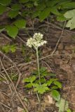 Largeleaf Waterleaf, Hydrophyllum macrophyllum